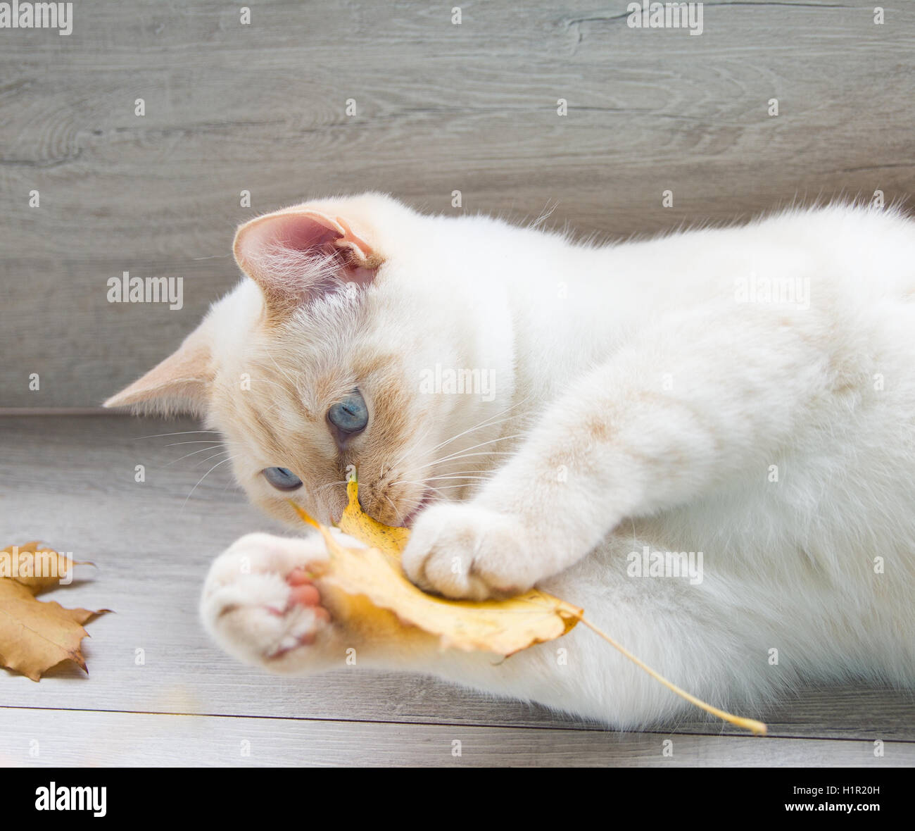 Cat emotions hires stock photography and images Alamy