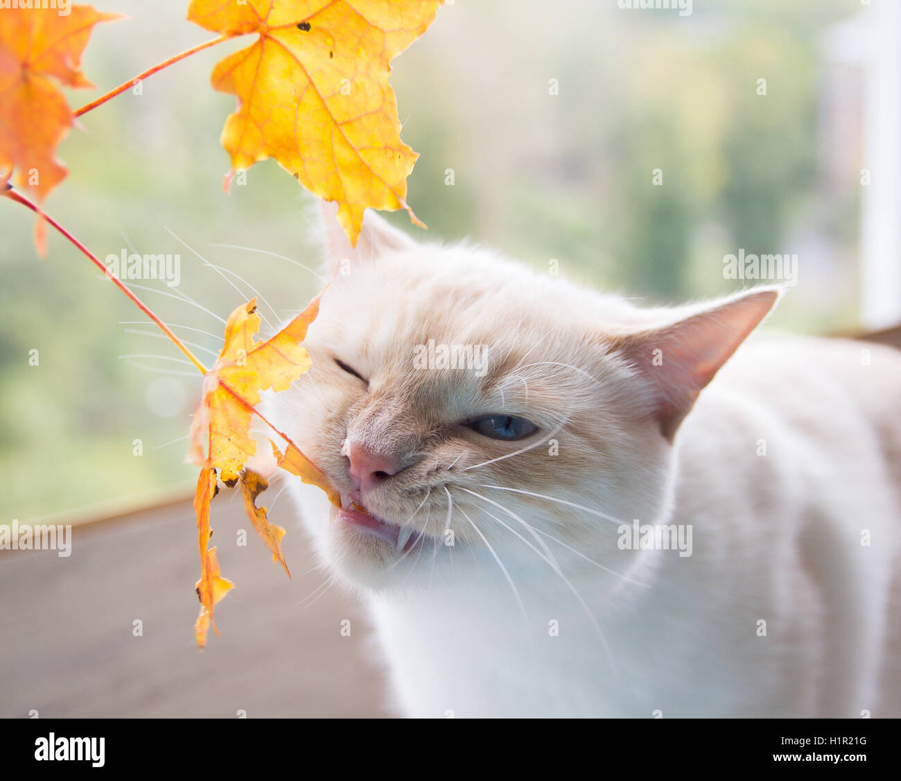 cat playing with autumn leaves Stock Photo - Alamy