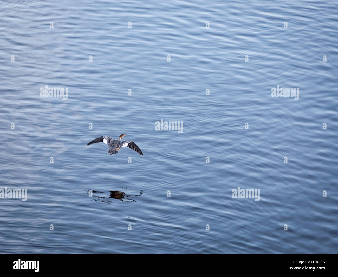 Eurasian Widgeon Flying over Water. Stock Photo