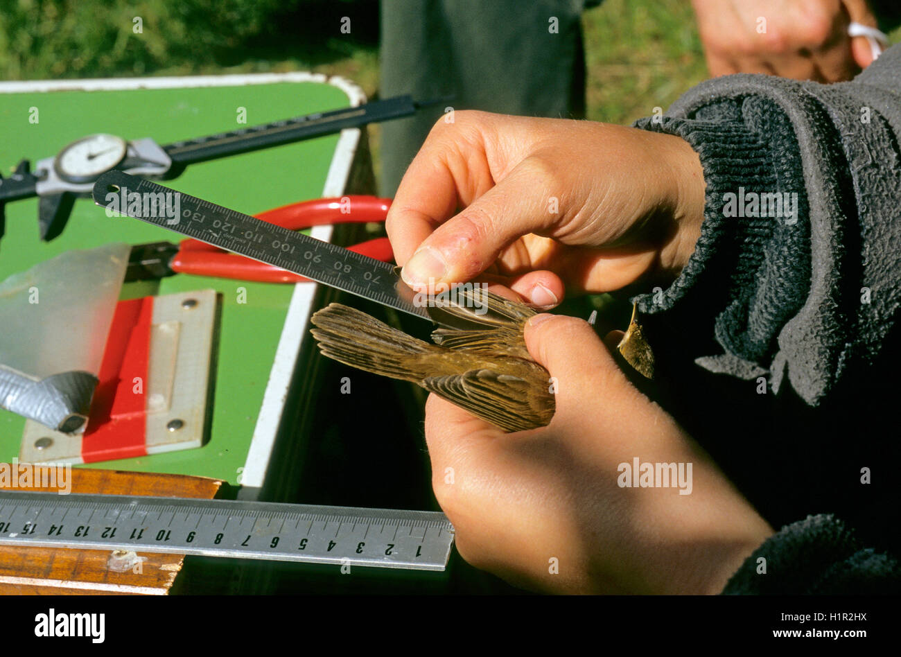 Measurement of Reed Warbler (Acrocephalus scirpaceus) in the bird ...