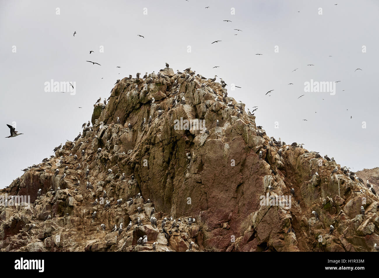 Wild birds on rocky formation ballestas island, paracas, Peru Stock Photo