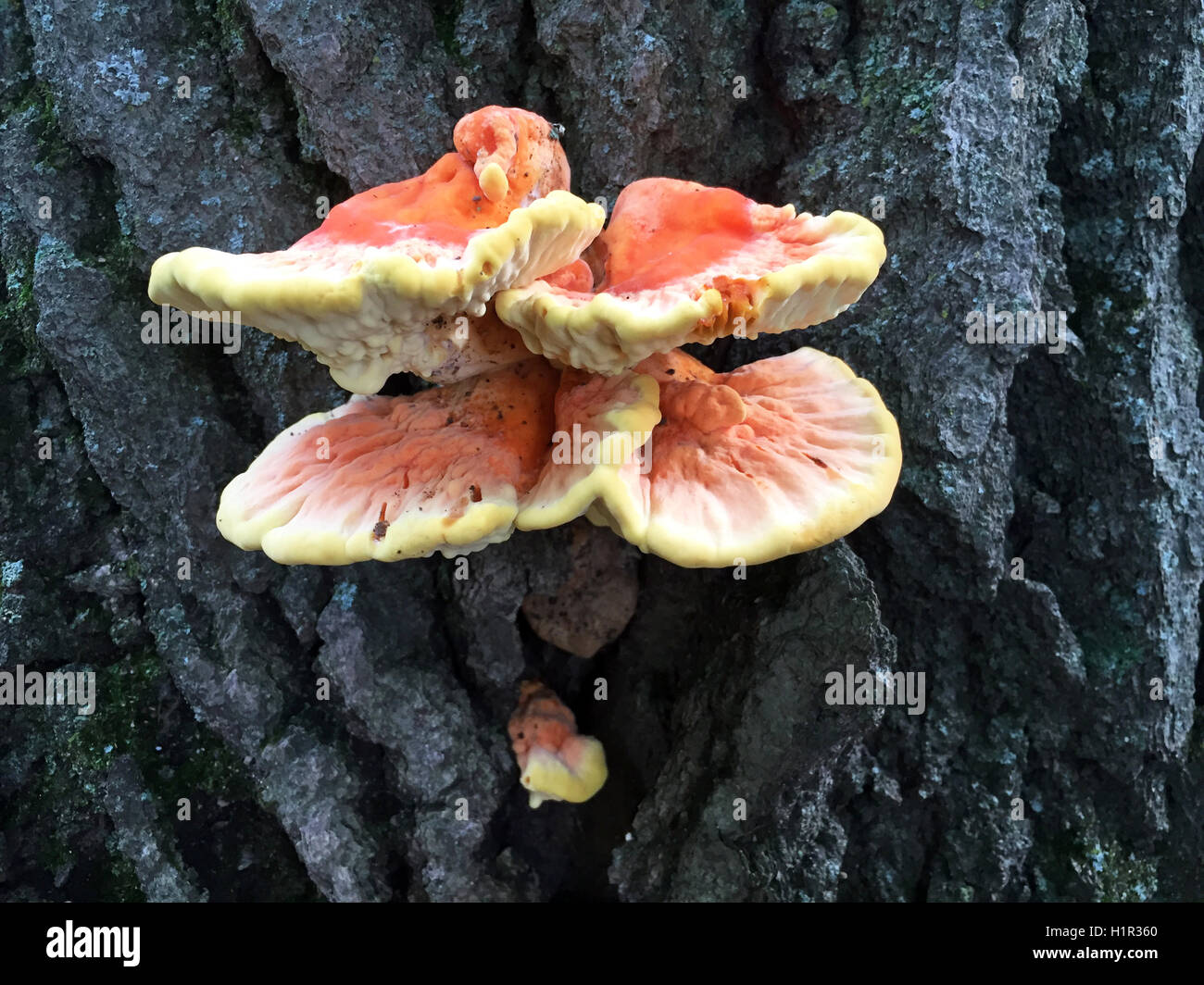 Chicken of the woods mushrooms growing on a tree in the wild Stock Photo