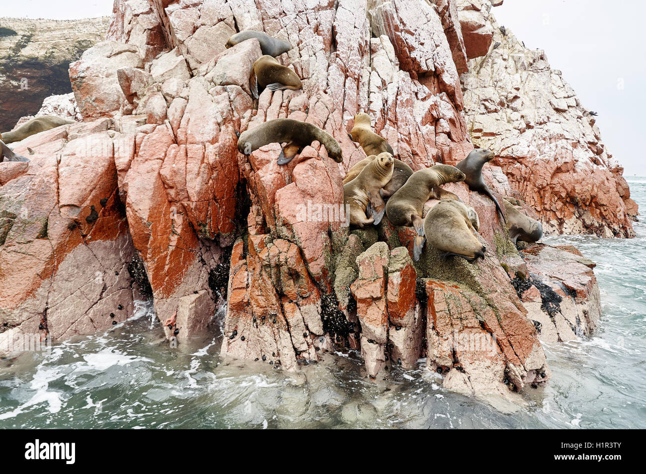 sea lion on rocke formation looking at the camera. Islas Ballestas, Paracas national reserve, Peru. Stock Photo