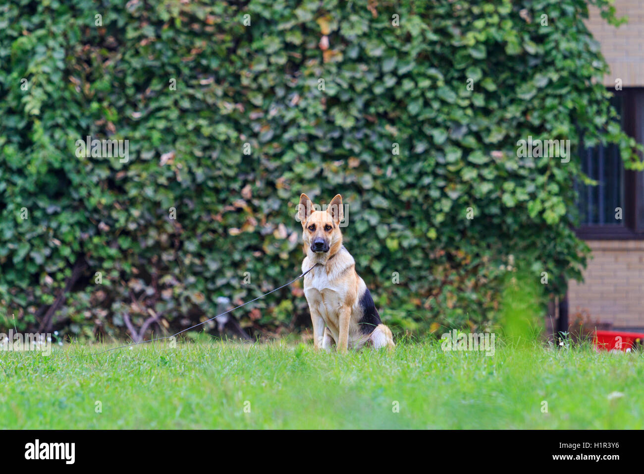 Dog guards house Stock Photo Alamy