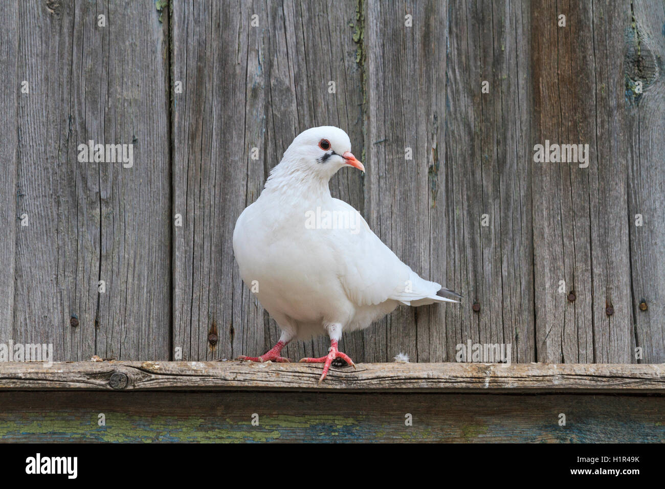 Pigeon Standing on One Leg Pigeon Villa