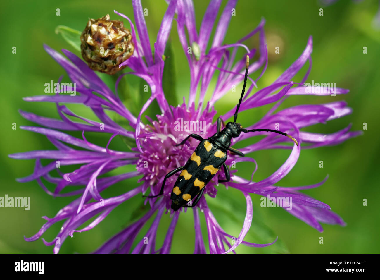 Longhorn beetle (Strangalia quadrifasciata) on a Centaurea flower. Stock Photo