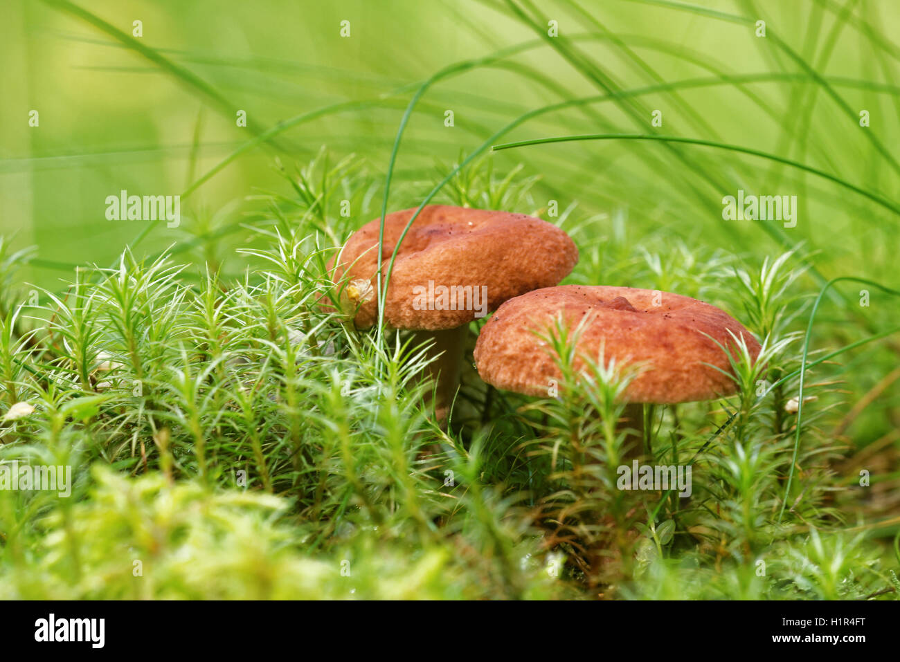 Two milk mushrooms in green moss. Stock Photo