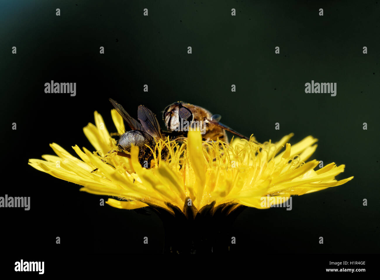 Hoverflies on a Hieracium flower. Stock Photo