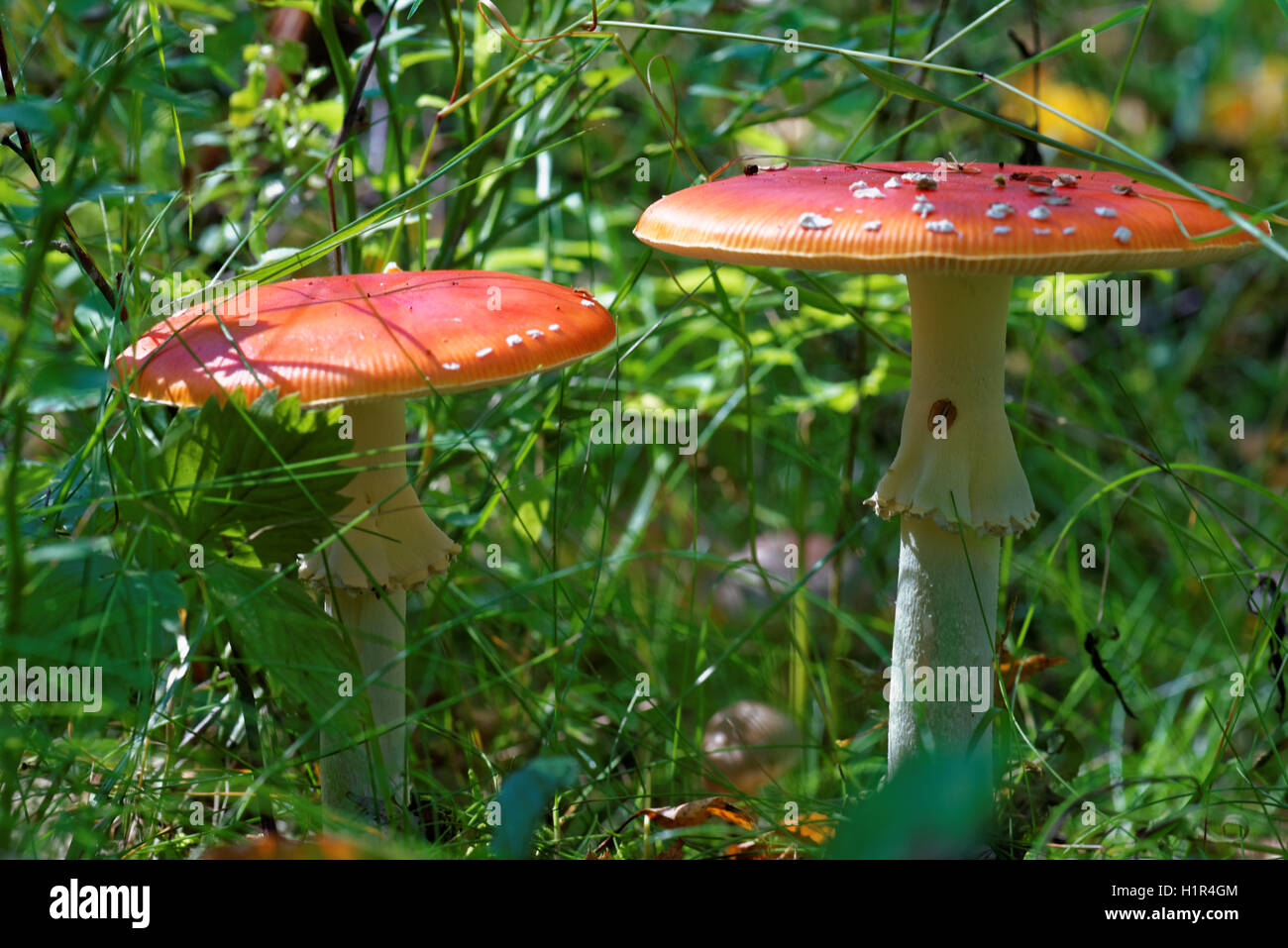 Amanita muscaria, commonly known as the fly agaric or fly amanita, is a mushroom and psychoactive basidiomycete fungus. Stock Photo