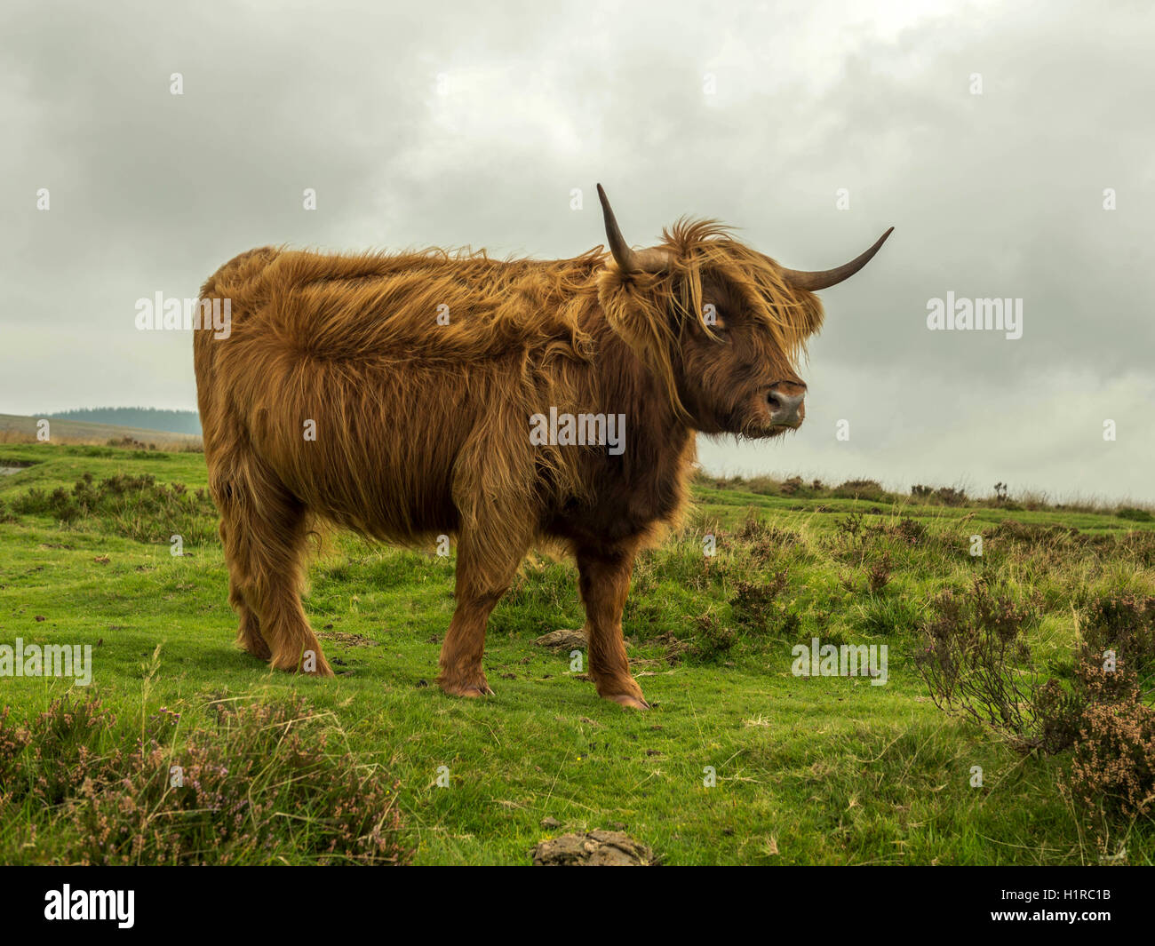 Highland cattle, grazing in the foreground within the Dartmoor National Park near Lettaford, Devon on a stormy autumn day. Stock Photo