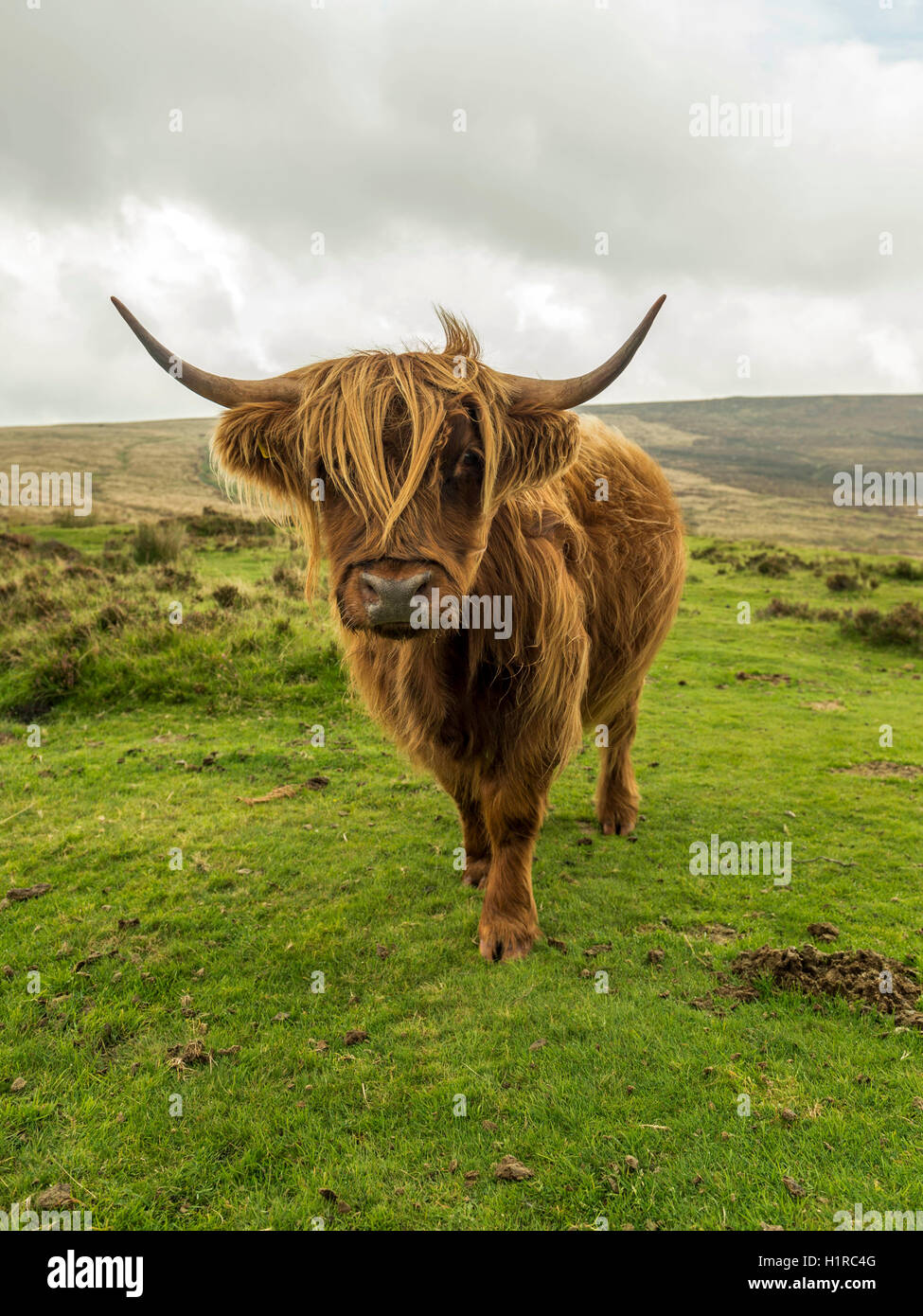 Highland cattle, grazing in the foreground within the Dartmoor National Park near Lettaford, Devon on a stormy autumn day. Stock Photo