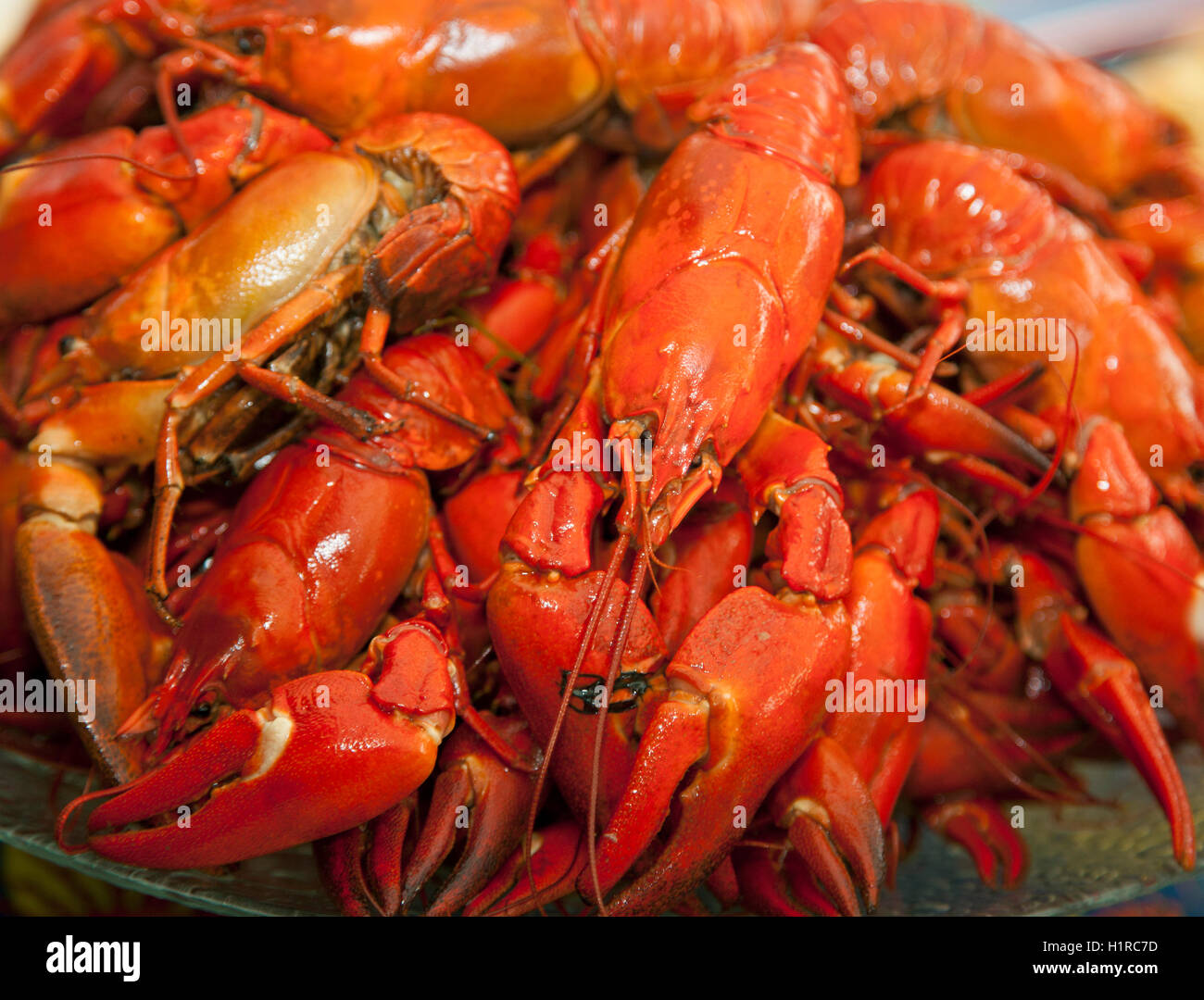 CRAYFISH Stock Photo