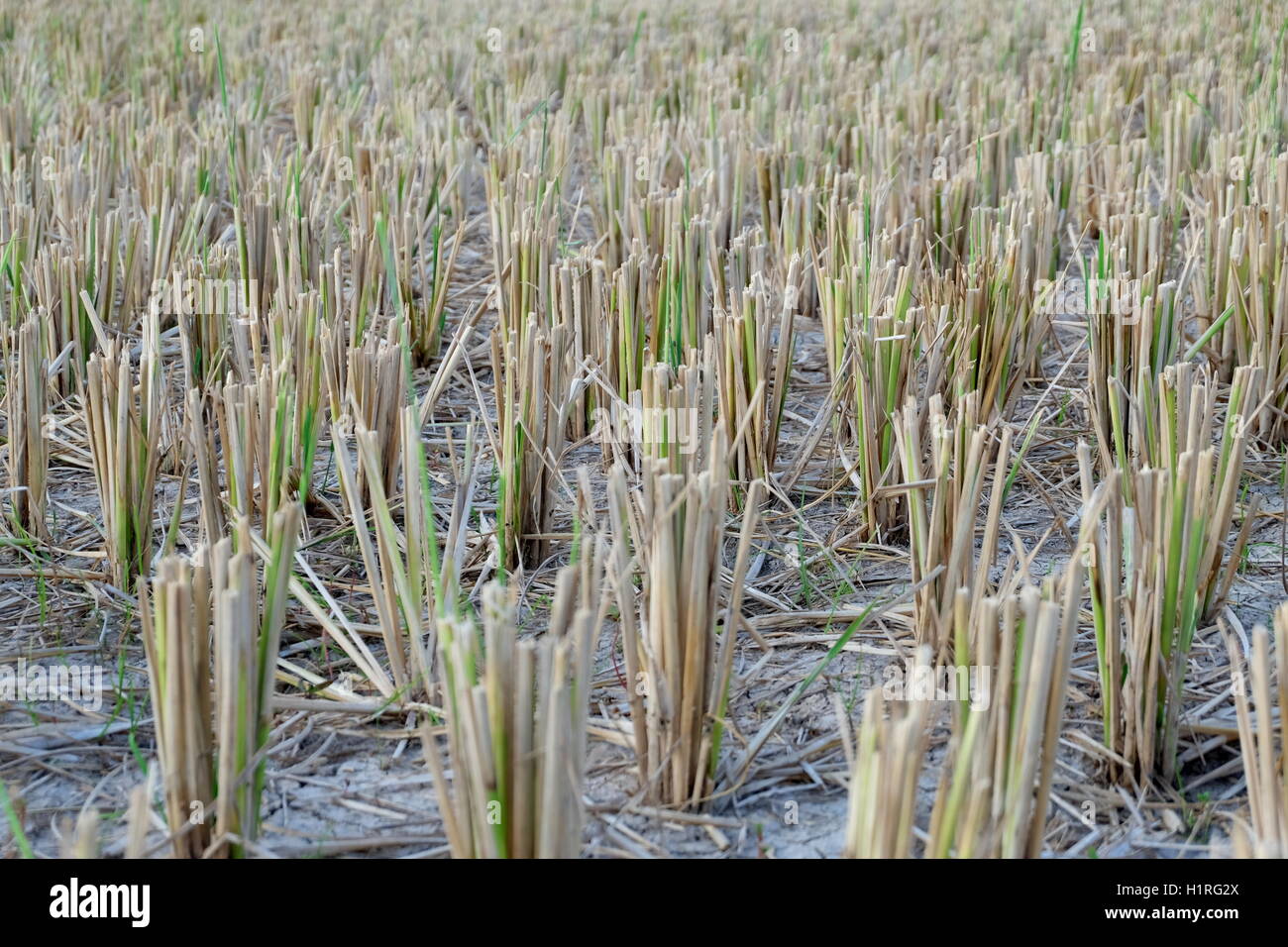 Rice straw hires stock photography and images Alamy