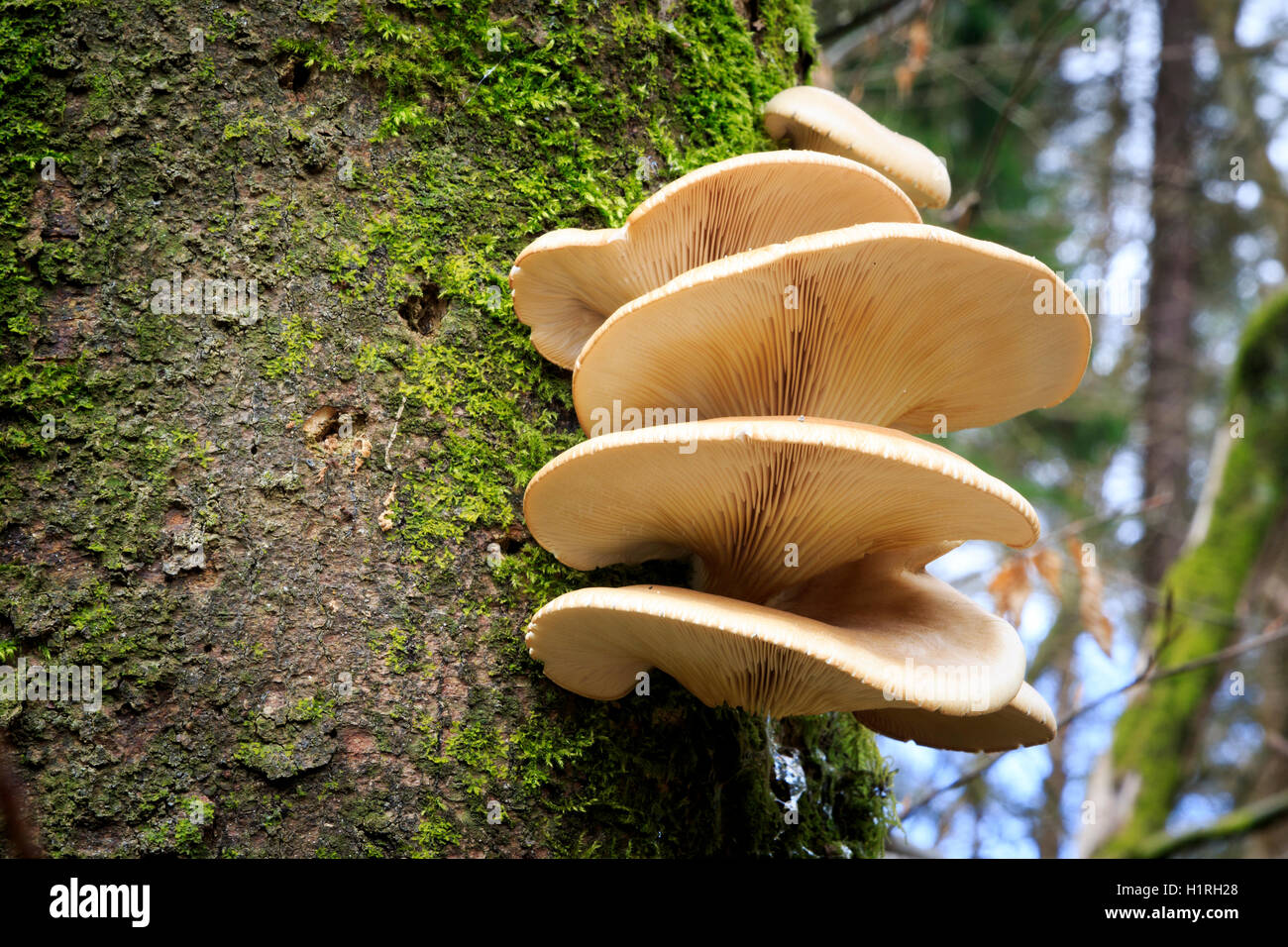 Large fungi growing on a tree Stock Photo