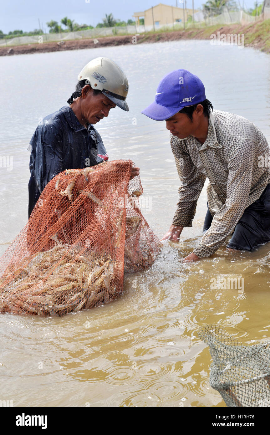 Mekong river prawn hi-res stock photography and images - Alamy