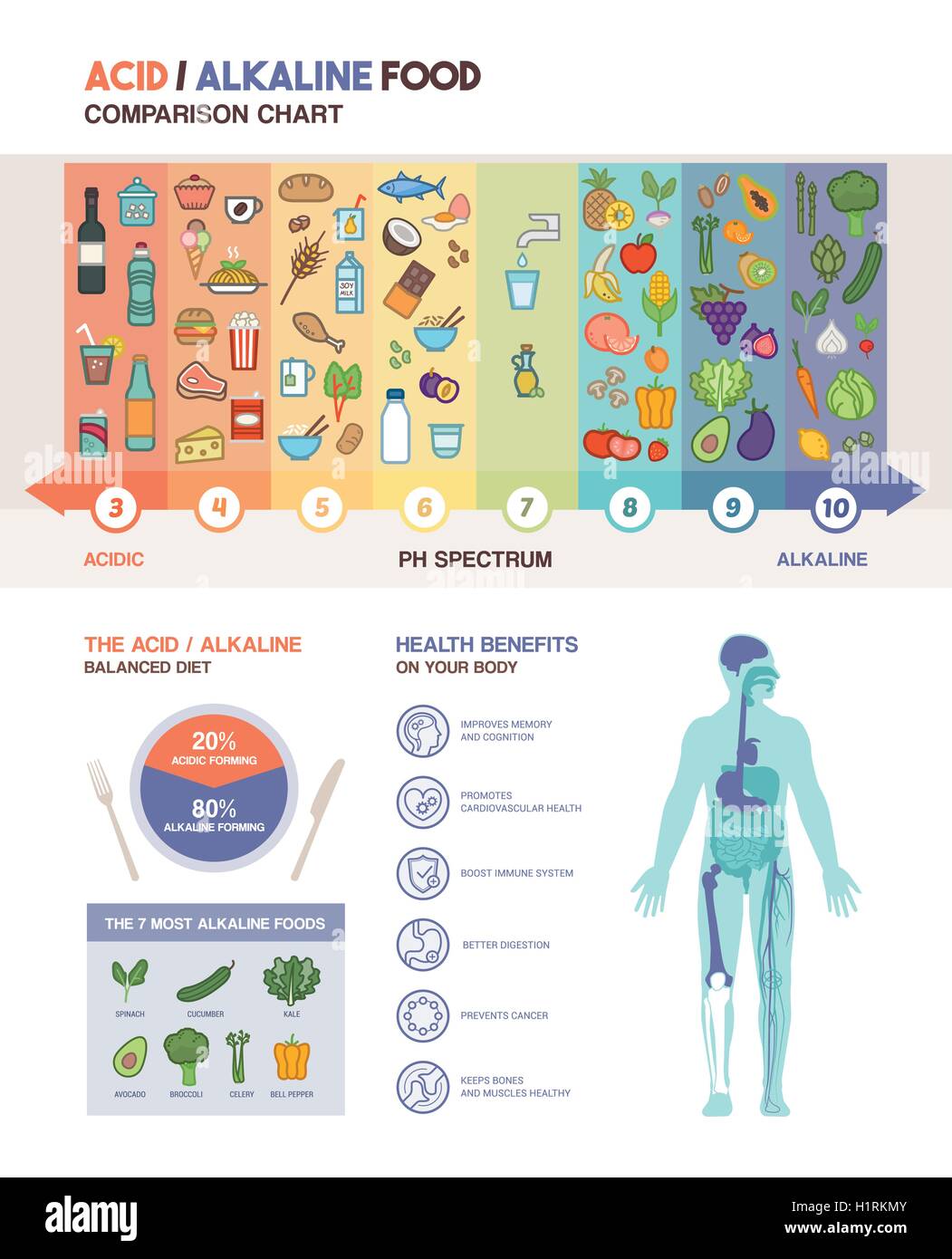 The acidic alkaline diet food chart infographics with food icons on a ph scale and body with health benefits icons Stock Vector