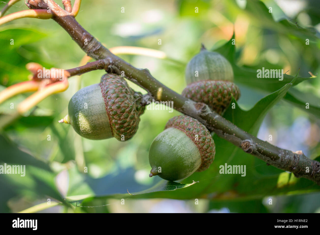 Green acorn nuts on oak tree branches in forest Stock Photo