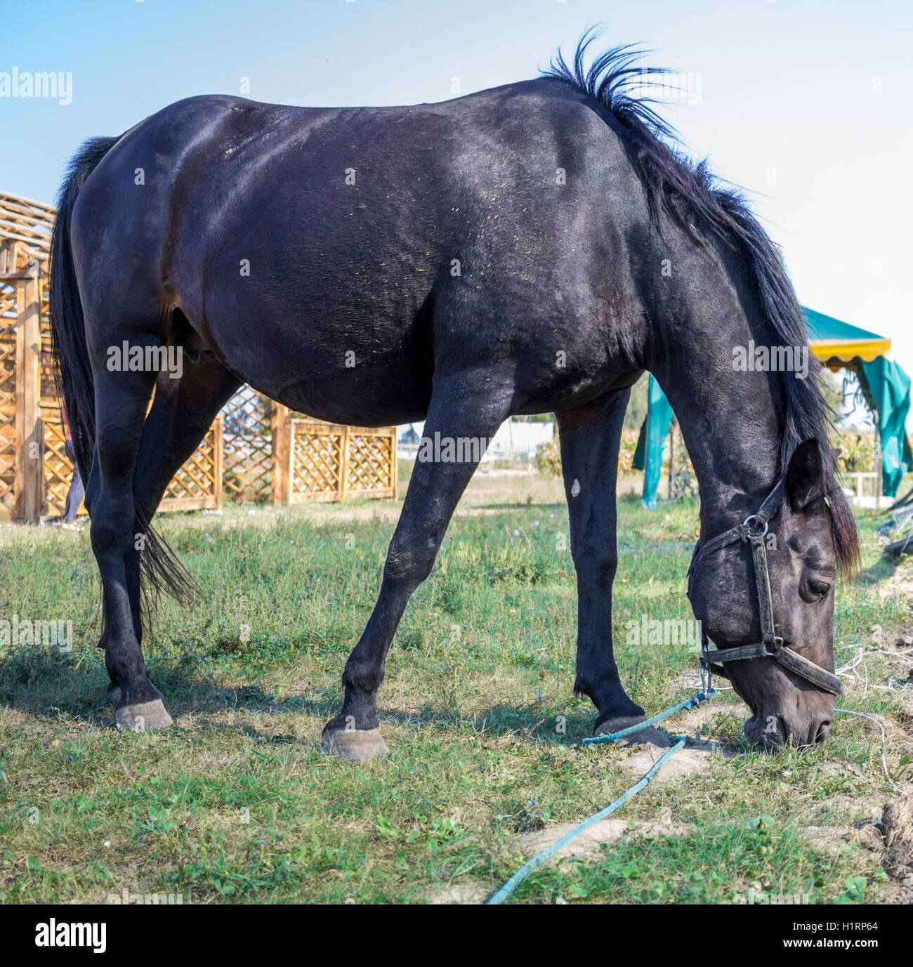 Black horse feeds at green grass at farm countryside Stock Photo