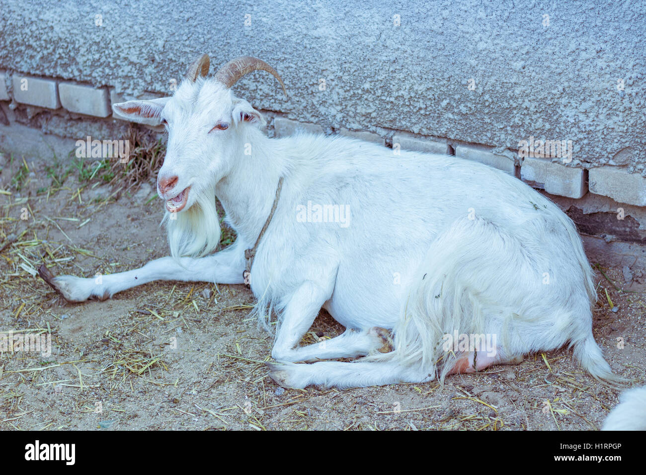 White goat laying at farm stall countryside Stock Photo