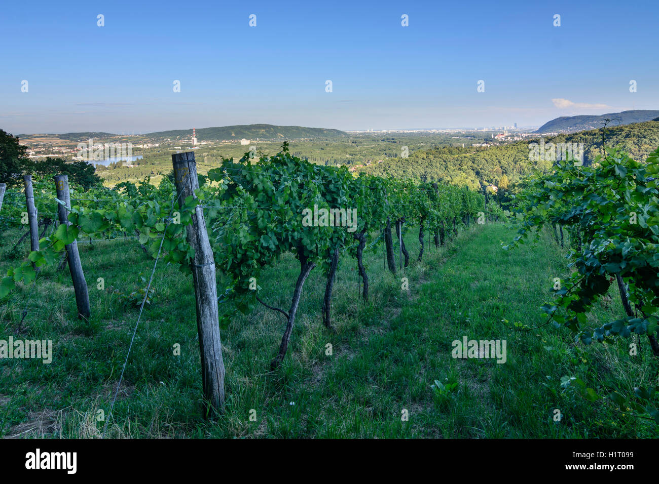 Klosterneuburg: view from vineyards vineyard in Kritzendorf to Klosterneuburg Monastery and Vienna Donaucity, Danube Tower, DC T Stock Photo