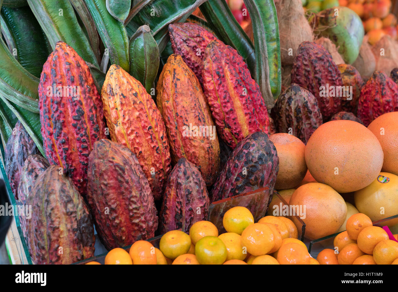 Cacao Bean Pods for sale in Lima Peru Stock Photo