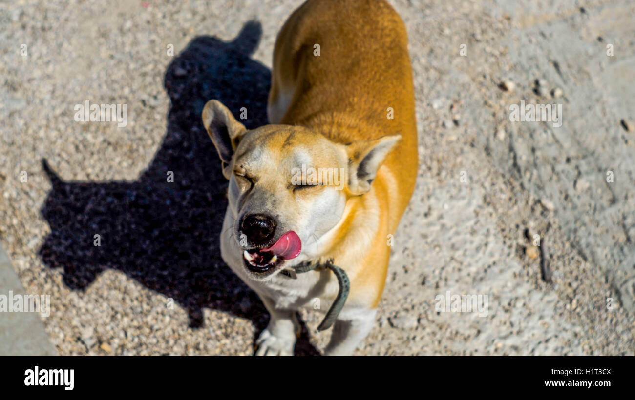 summer sun on dogs eyes Stock Photo
