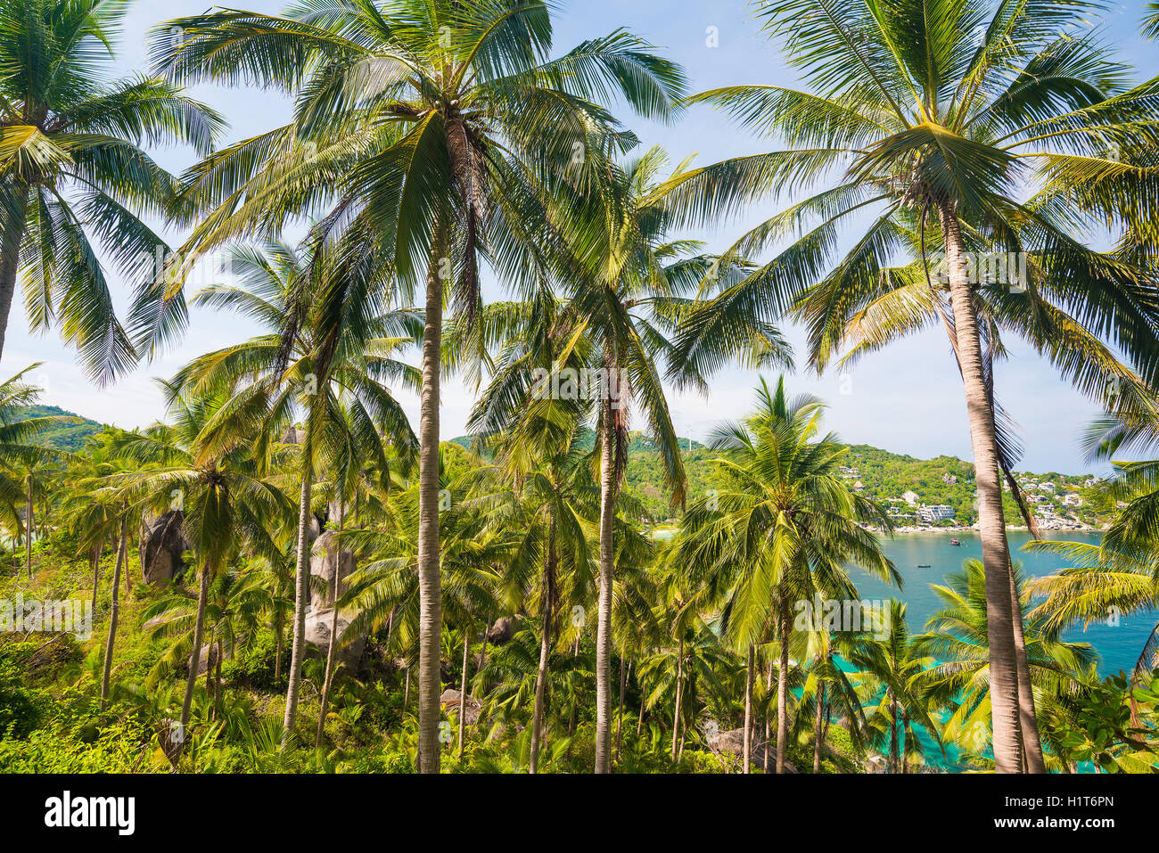 Coconut palm tree in island, view from mountain Stock Photo Alamy
