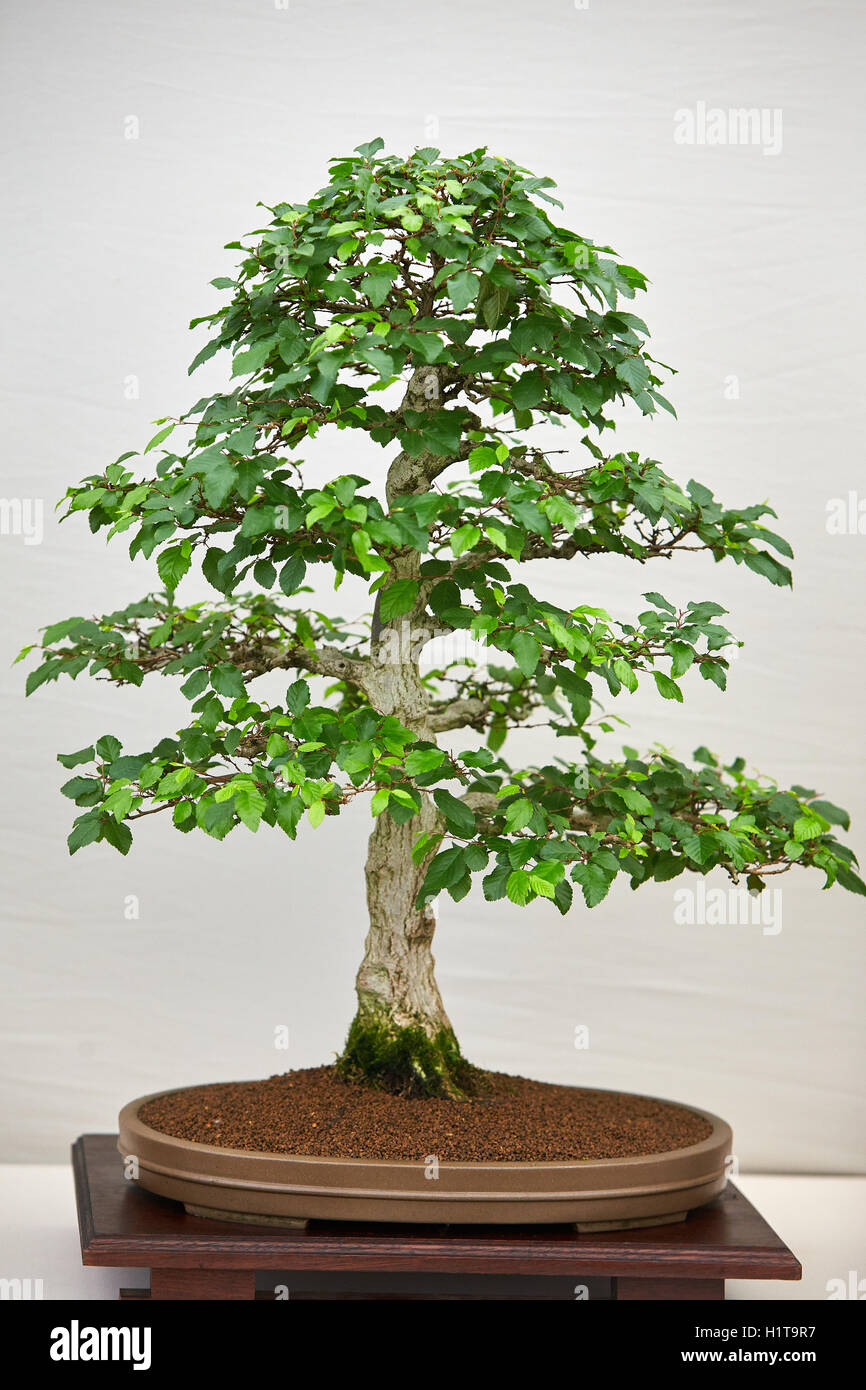 A bonsai tree in the Grand Floral Pavilion at the Blenheim Flower Show Stock Photo