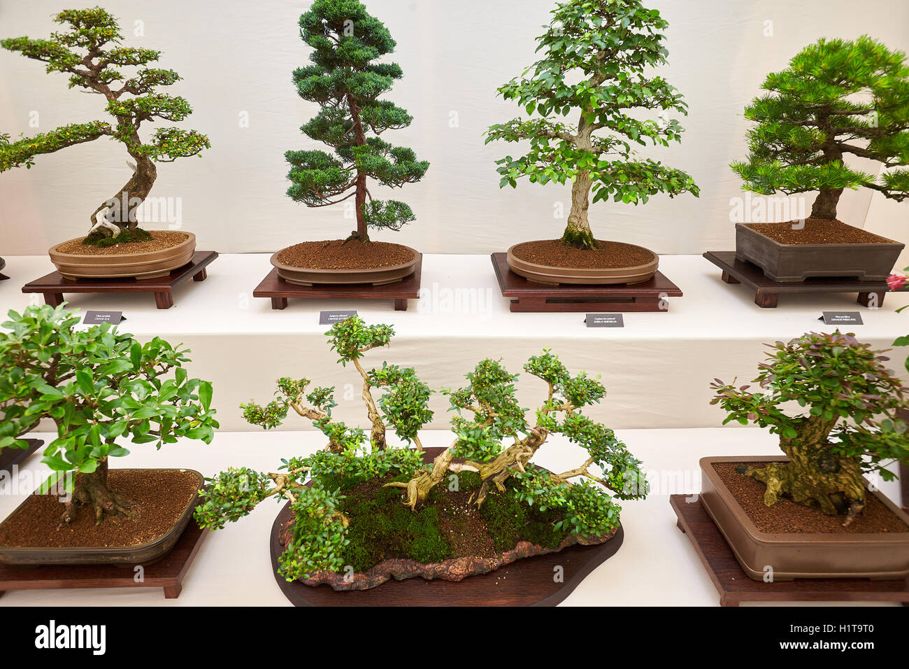 Bonsai trees in the Grand Floral Pavilion at the Blenheim Flower Show Stock Photo