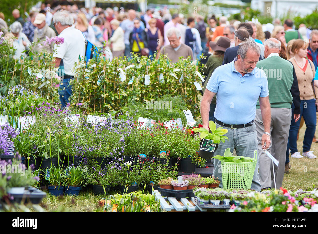 Visitors looking at plants for sale at the Blenheim Flower Show Stock