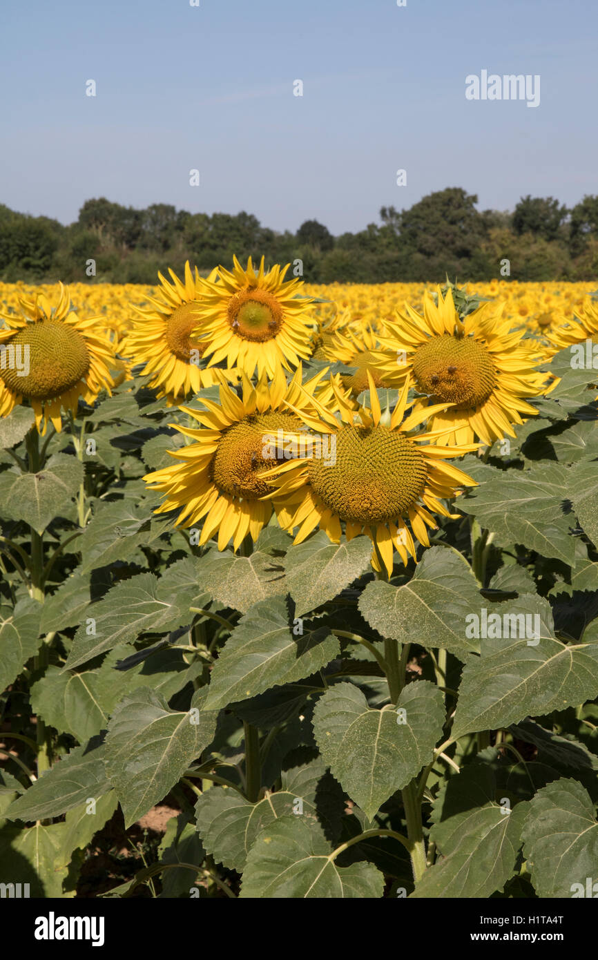 Sunflowers, commercial crop, Vendee, Marais Poitevin, France Stock Photo