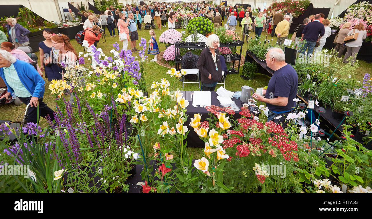 Visitors looking at plants for sale at the Blenheim Flower Show Stock