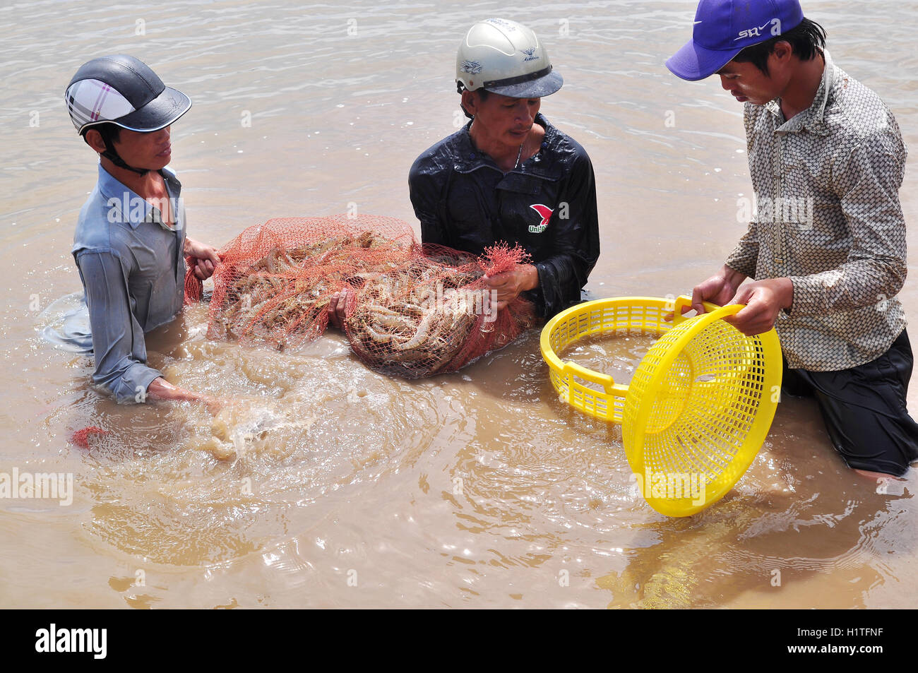 Bac Lieu, Vietnam - November 22, 2012: Fishermen are harvesting shrimp ...