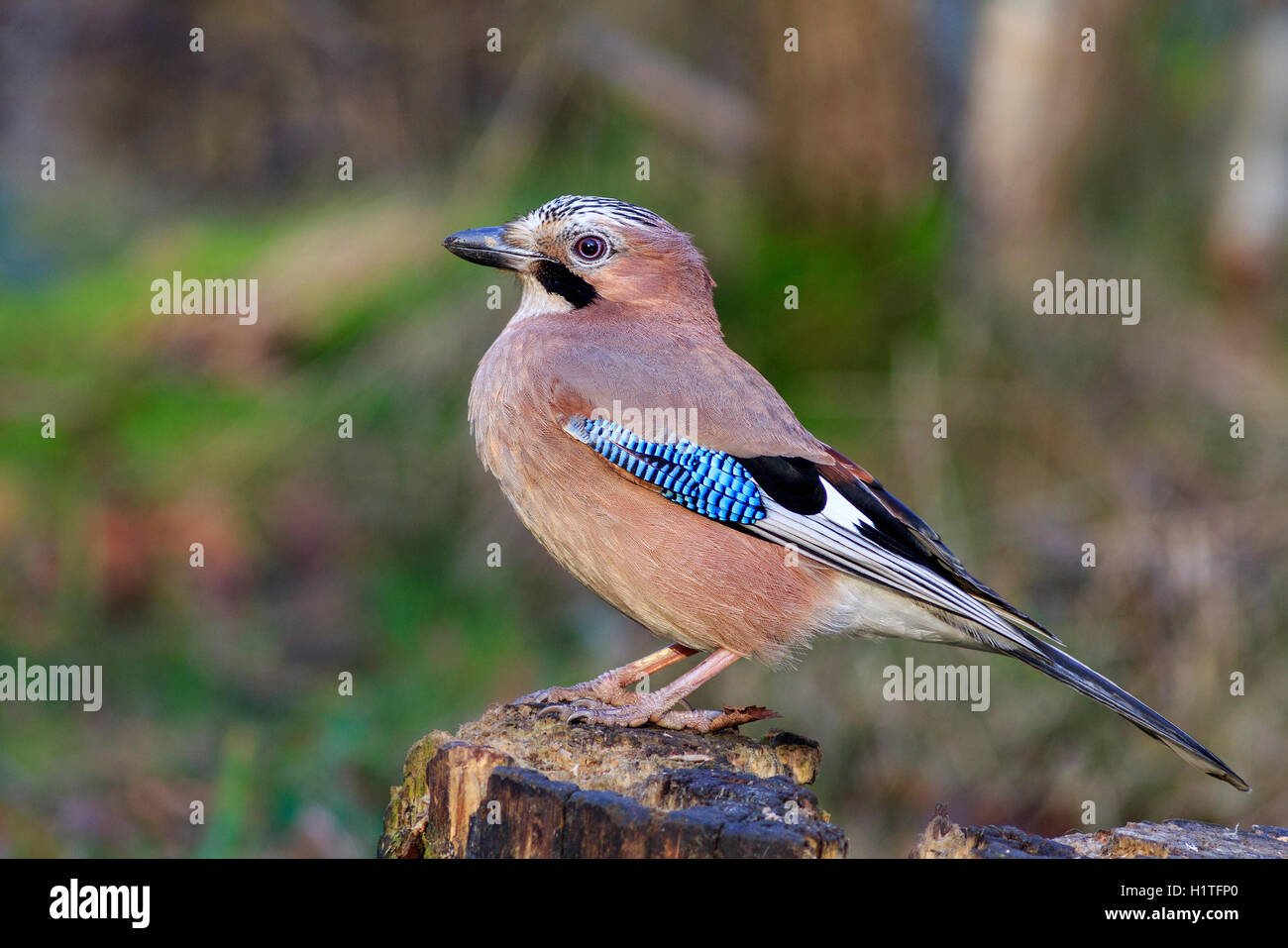 Jay perched on a tree stump close-up Stock Photo