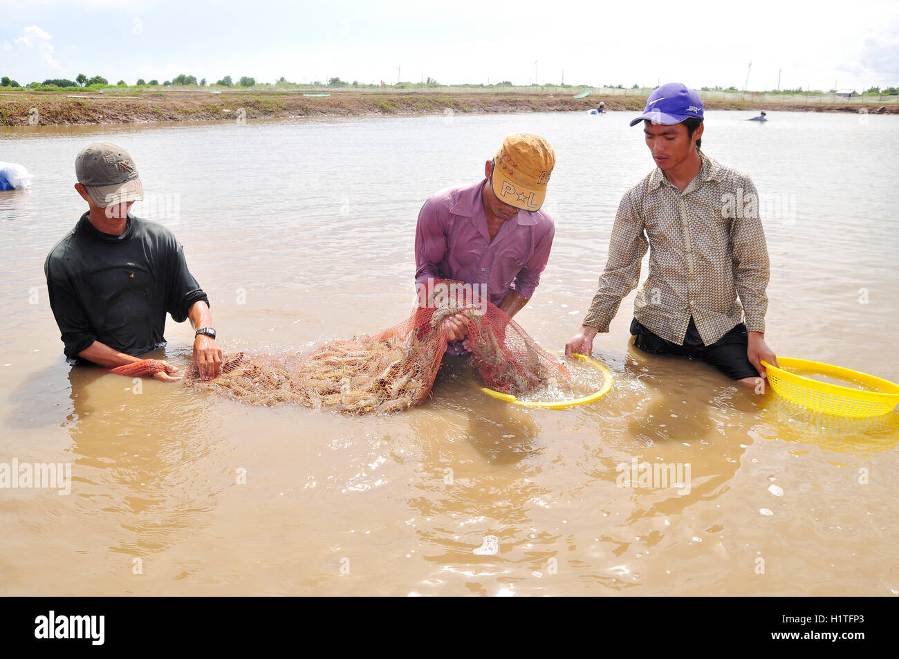 Vietnam shrimp farm hi-res stock photography and images - Alamy