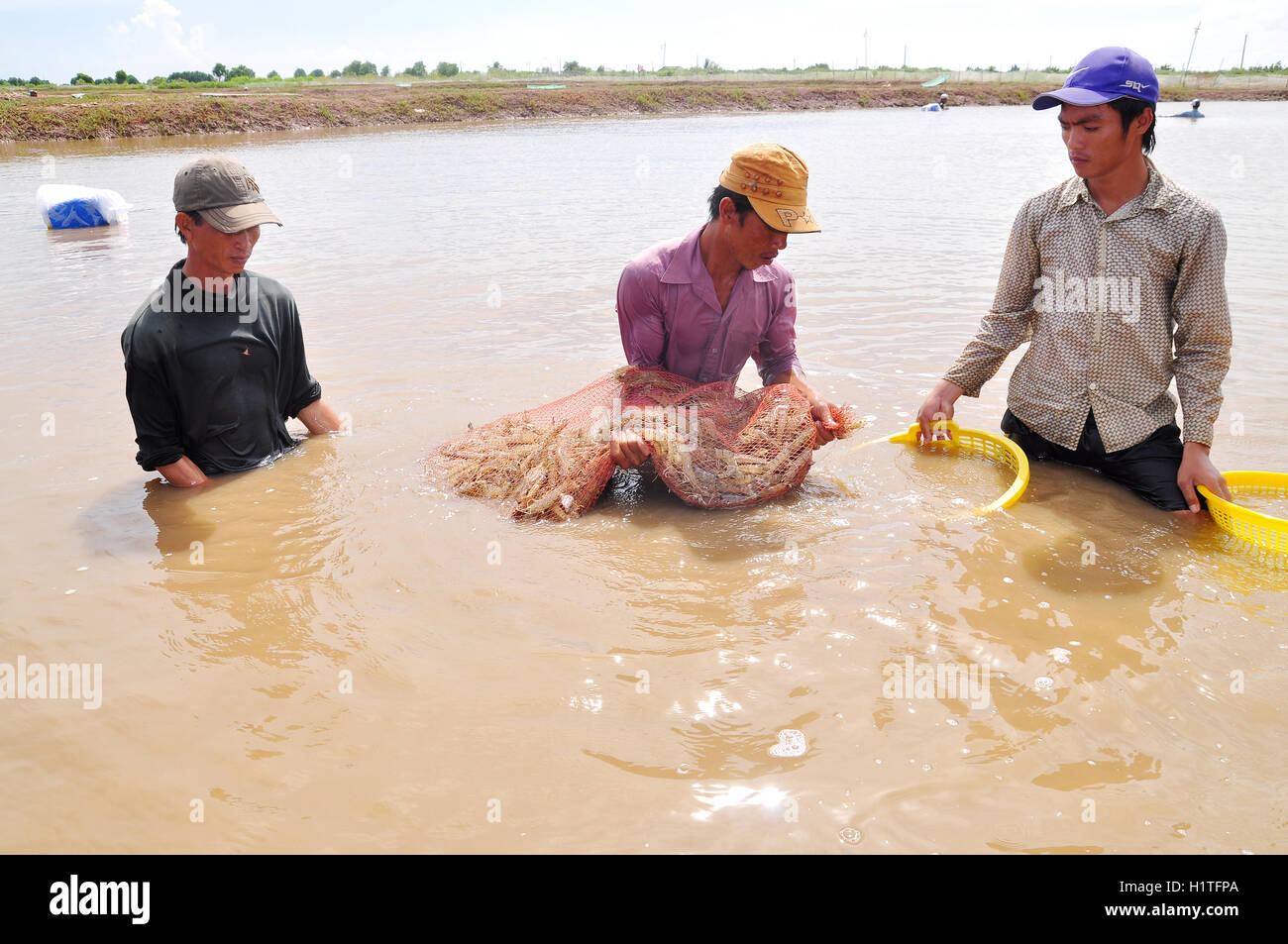 Bac Lieu, Vietnam - November 22, 2012: Fishermen are harvesting shrimp ...