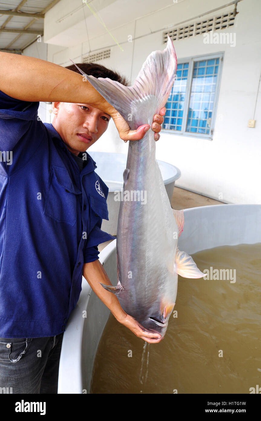 Can Tho, Vietnam June 21, 2013 A worker is showing a Vietnamese