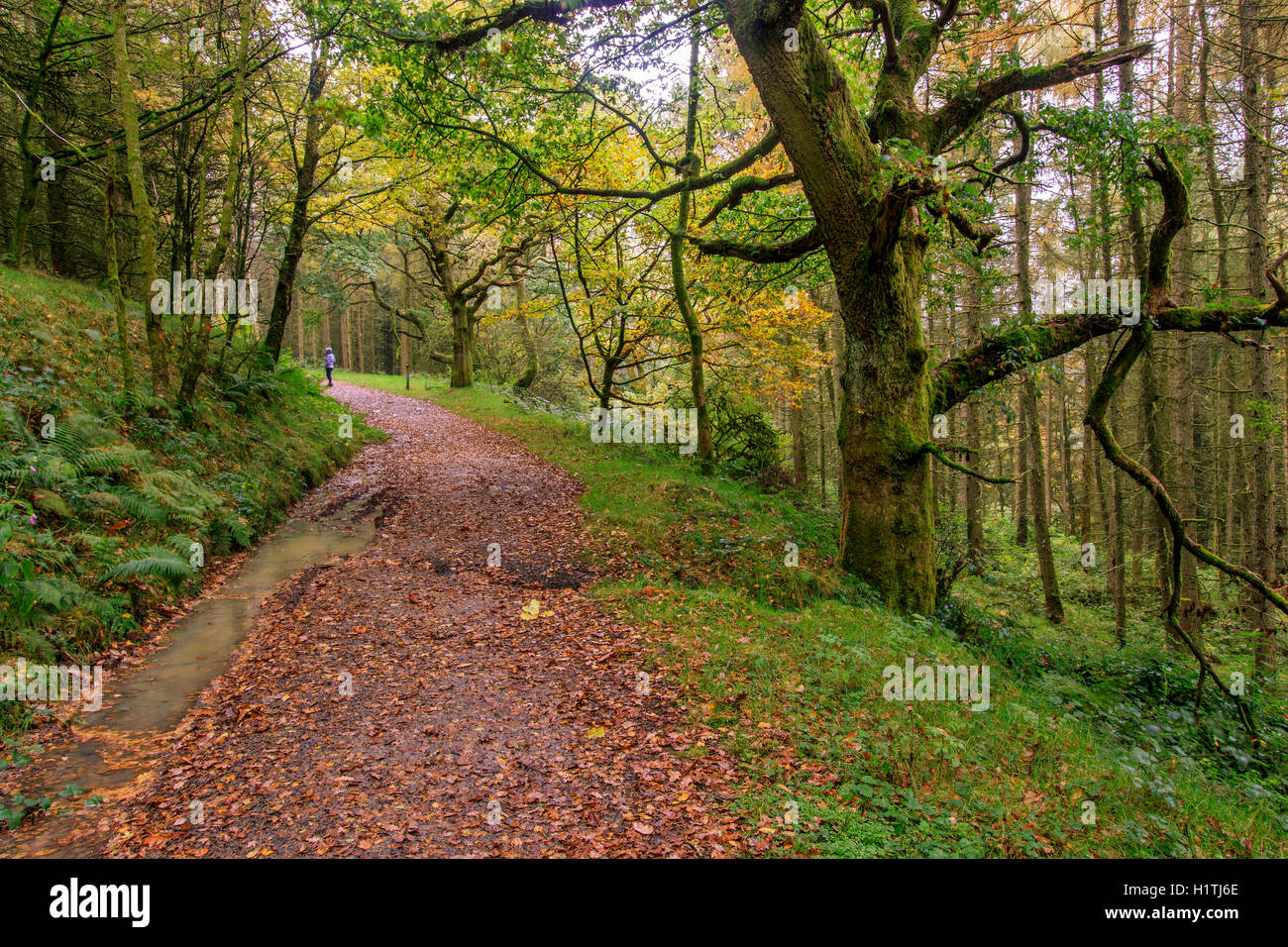Autumn Forest Path In Wales Uk Stock Photo Alamy