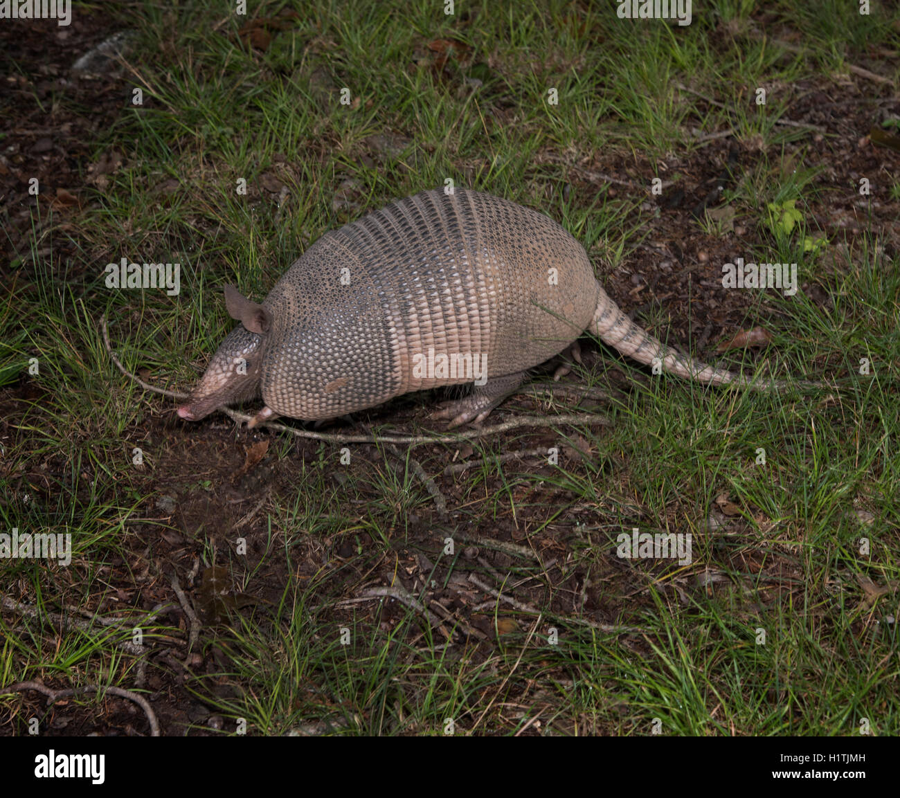 Profile of a 9 banded armadillo. Stock Photo