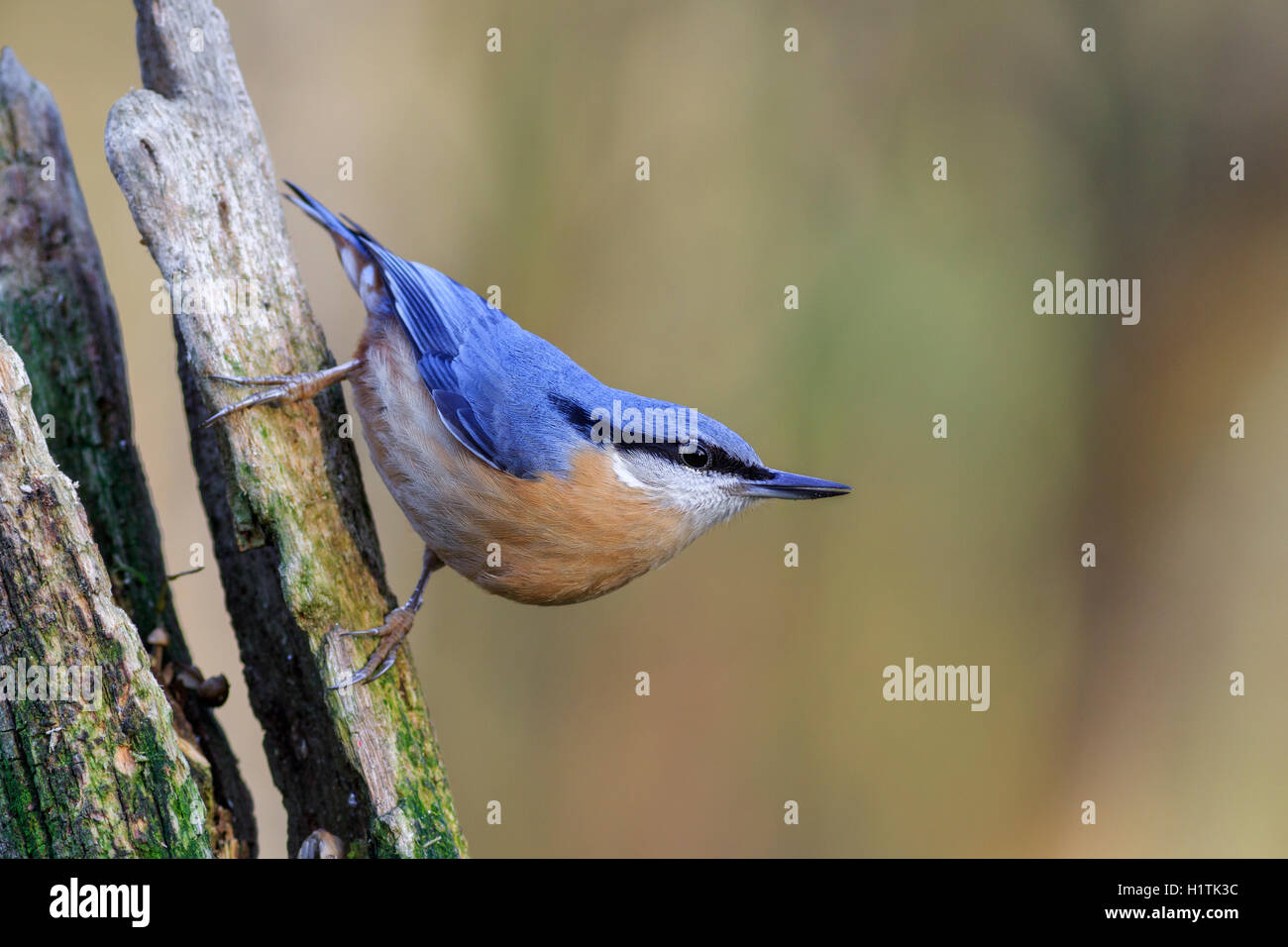 Alert nuthatch perched on a tree stump Stock Photo