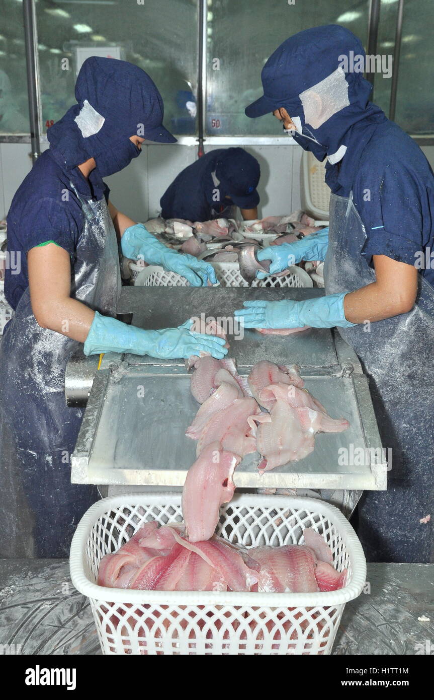 An Giang, Vietnam - September 12, 2013: Workers are filleting of pangasius catfish  in a seafood processing plant in An Giang, a Stock Photo