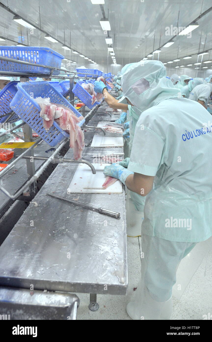 An Giang, Vietnam - September 12, 2013: Workers are filleting of pangasius catfish  in a seafood processing plant in An Giang, a Stock Photo