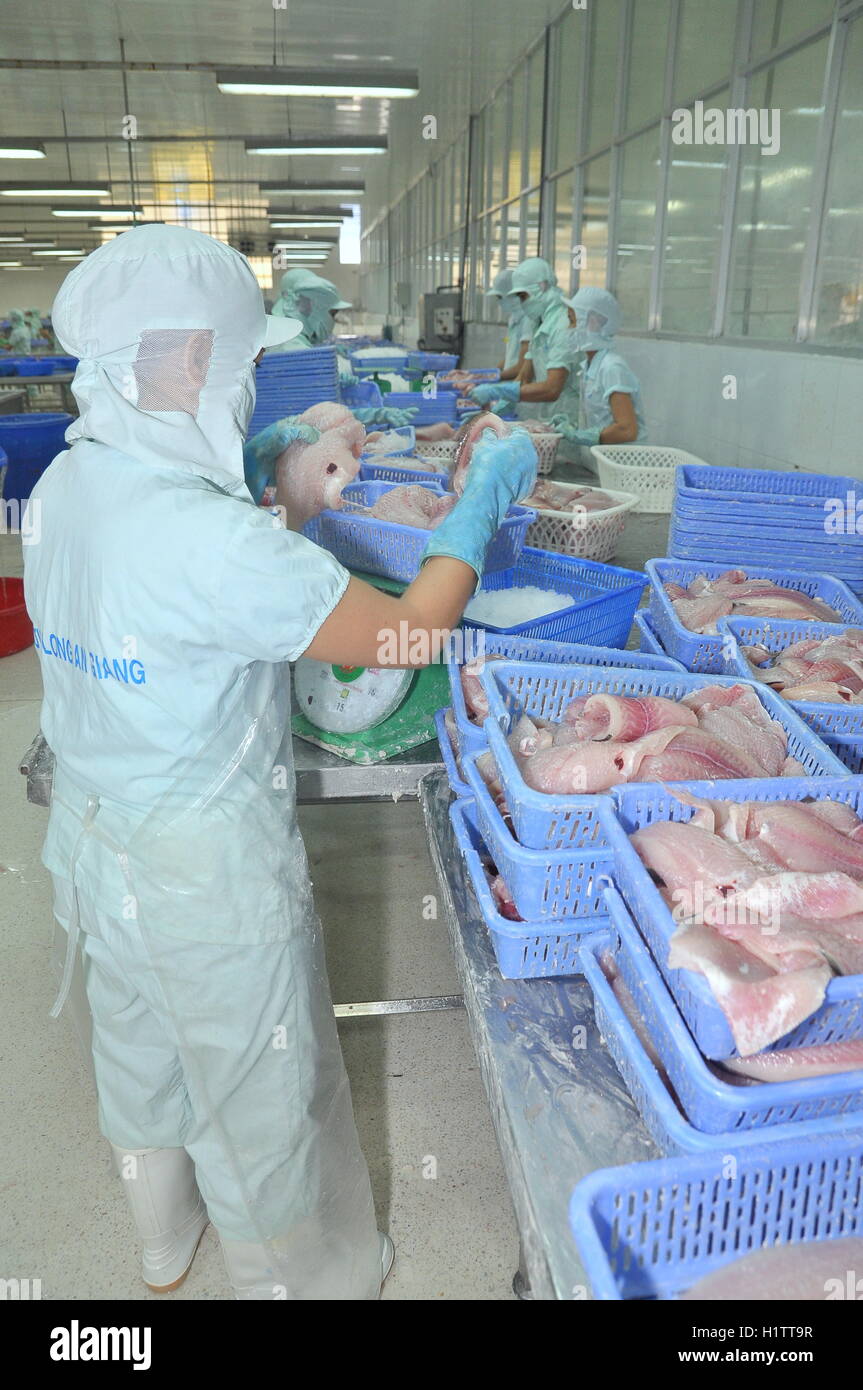 An Giang, Vietnam - September 12, 2013: Workers are weighing of pangasius catfish fillet  in a seafood processing plant in An Gi Stock Photo