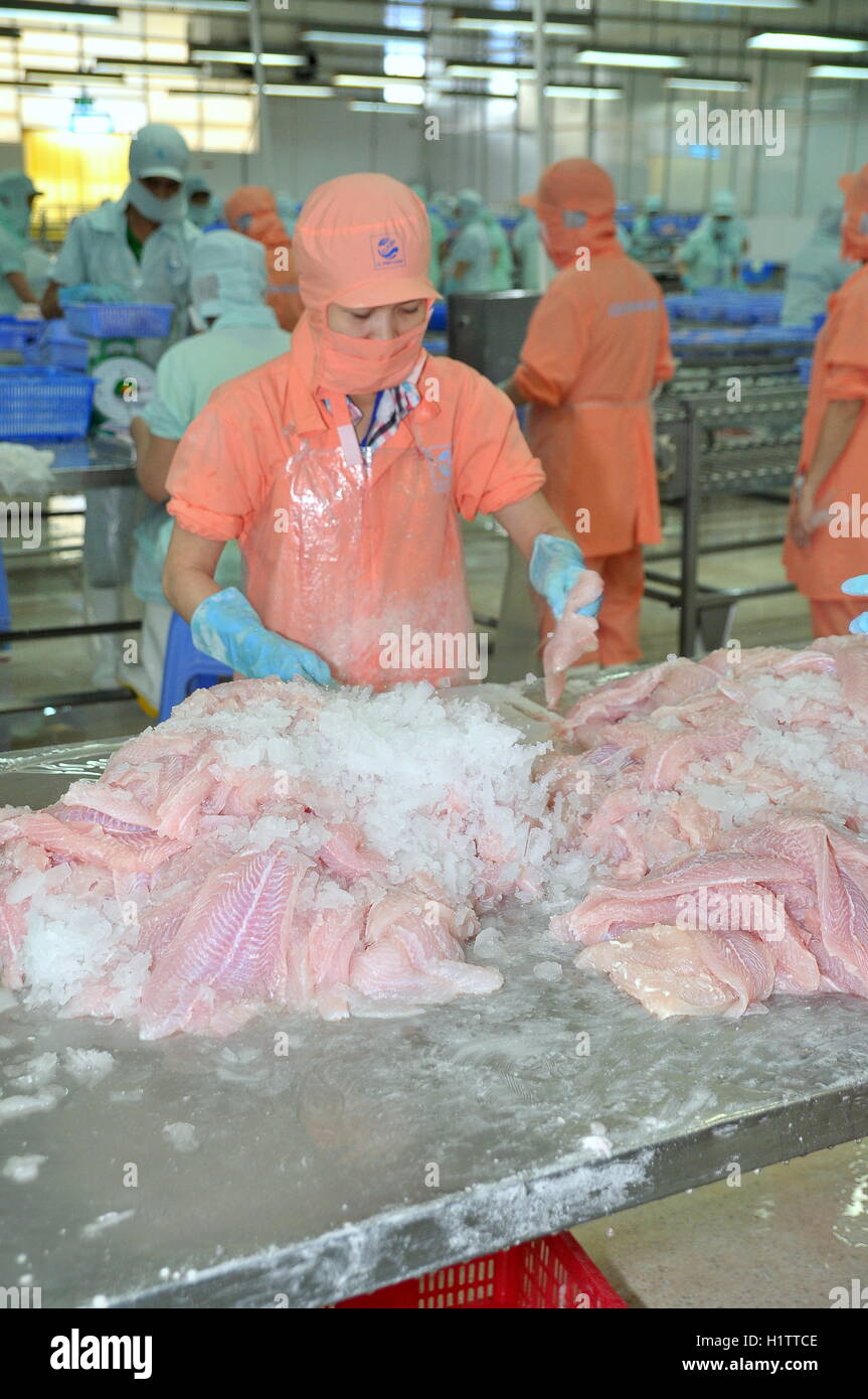An Giang, Vietnam - September 12, 2013: Workers are filleting of pangasius catfish  in a seafood processing plant in An Giang, a Stock Photo
