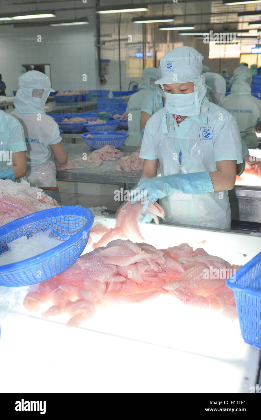 An Giang, Vietnam - September 12, 2013: Workers are testing the color quality of pangasius fish fillets in a seafood processing Stock Photo