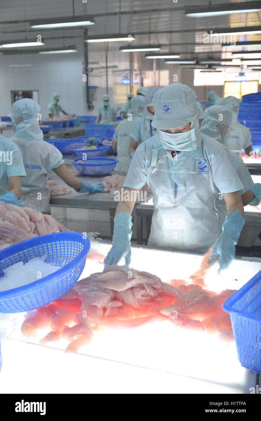An Giang, Vietnam - September 12, 2013: Workers are testing the color quality of pangasius fish fillets in a seafood processing Stock Photo