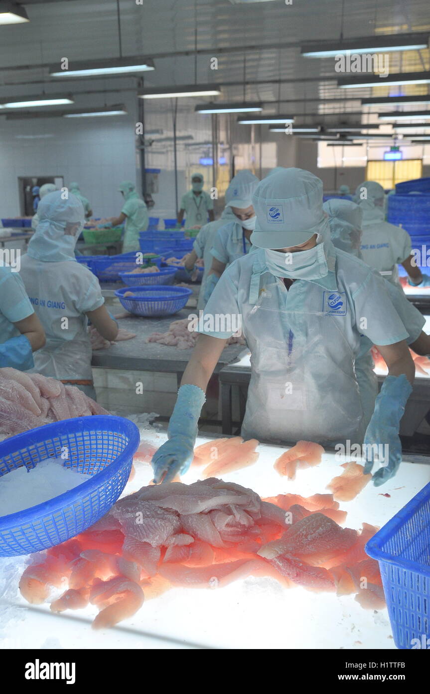 An Giang, Vietnam - September 12, 2013: Workers are testing the color quality of pangasius fish fillets in a seafood processing Stock Photo