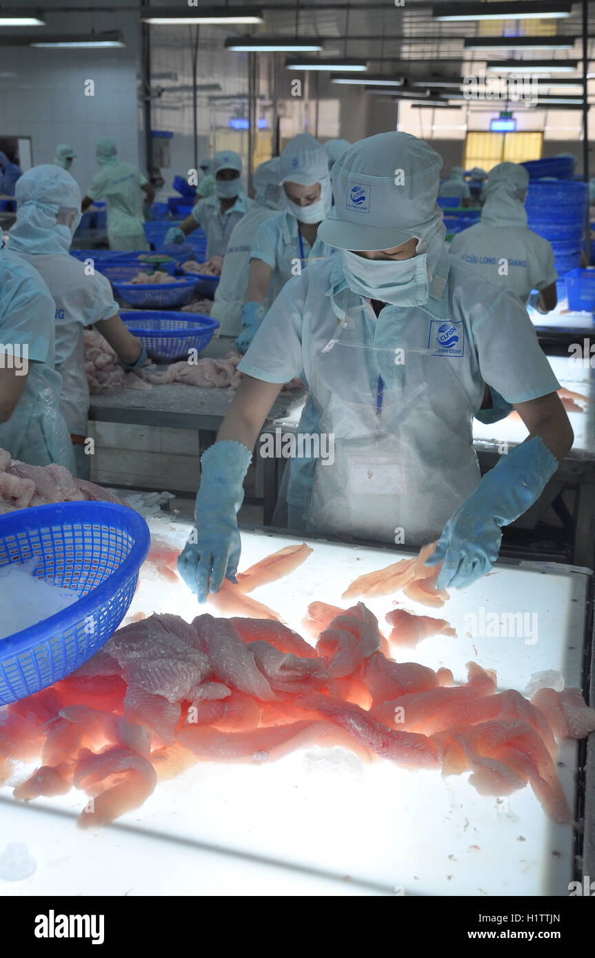 An Giang, Vietnam - September 12, 2013: Workers are testing the color quality of pangasius fish fillets in a seafood processing Stock Photo