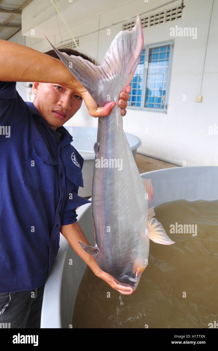 Can Tho, Vietnam - June 21, 2013: A worker is showing a Vietnamese catfish or pangasius broodstock in a hatchery farm in Can Tho Stock Photo