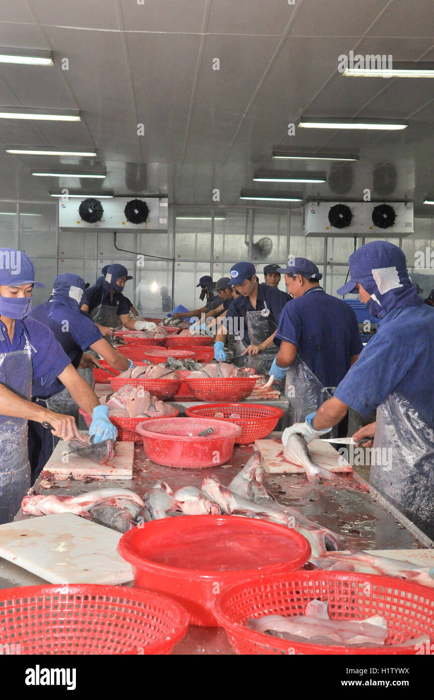 Fish Production Operative Production line workers filleting fish hi-res stock photography and ...